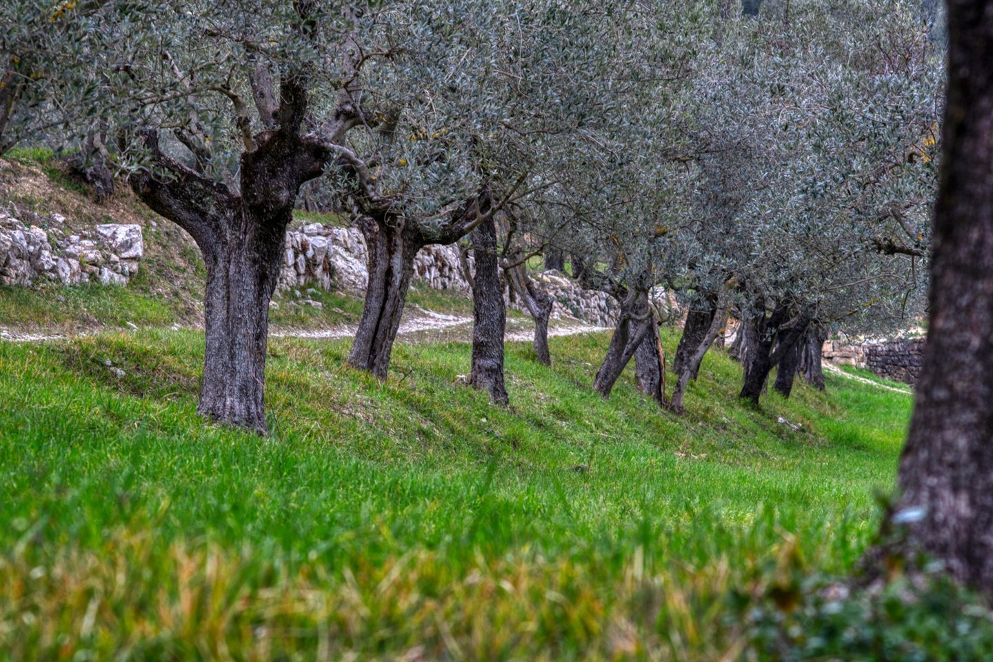 Mature olive trees growing among grass and stone terraces